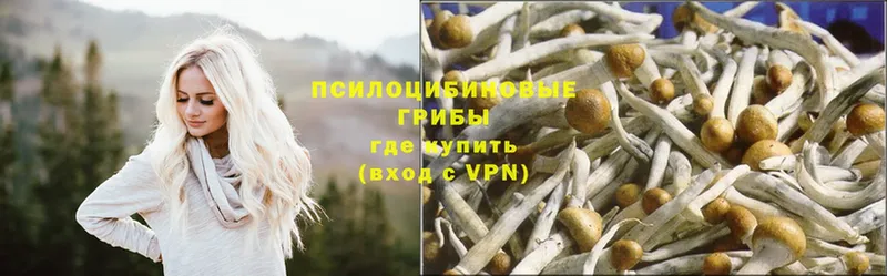 OMG сайт  Бобров  Псилоцибиновые грибы Psilocybe 